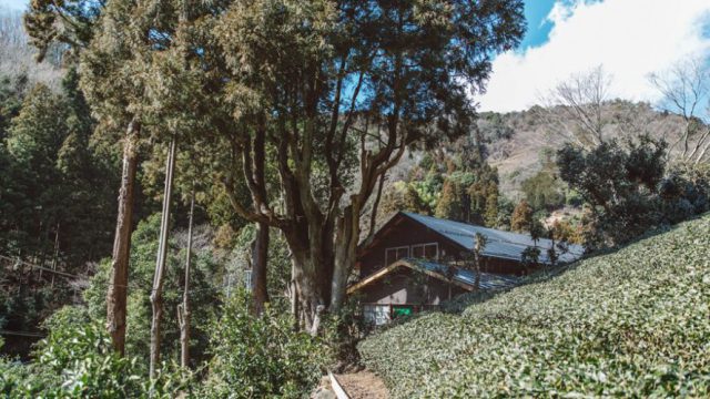 2017年3月20日（祝）、31日（金）お茶の木を使い、心の庭を作るワークショップ